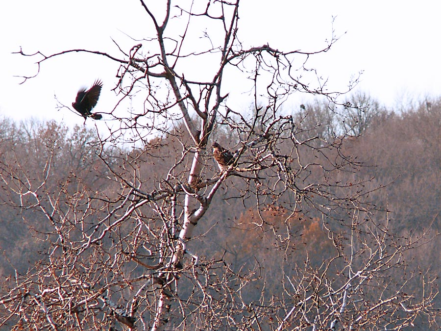 birds