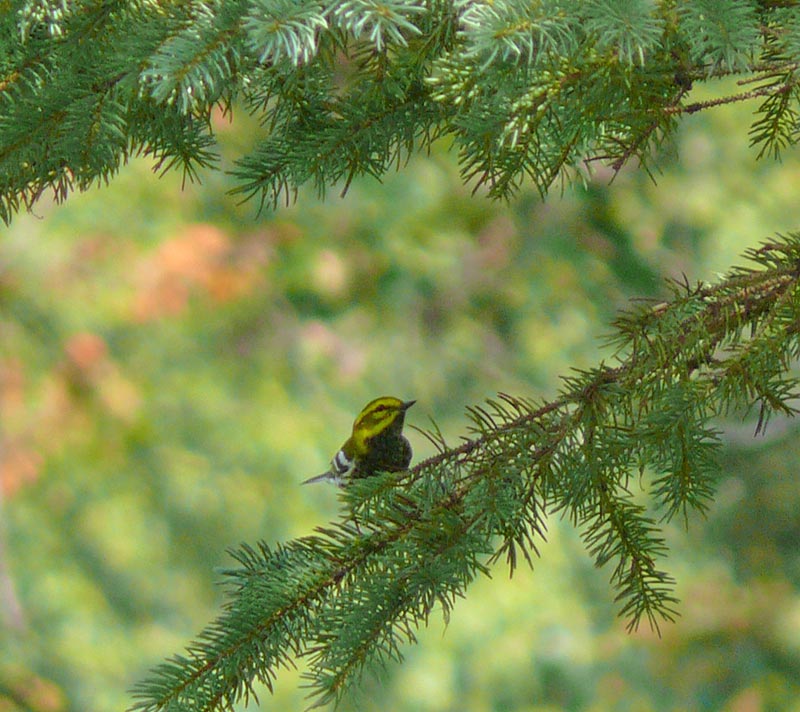 Black Throated Green Warbler