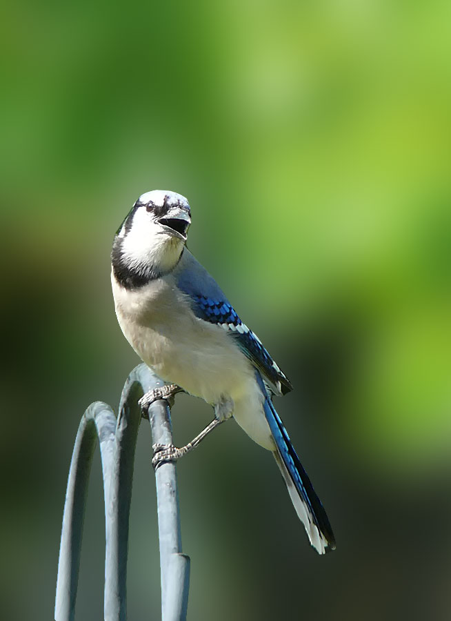 Blue Jay 2