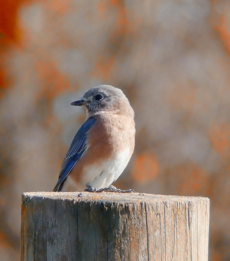 bluebird