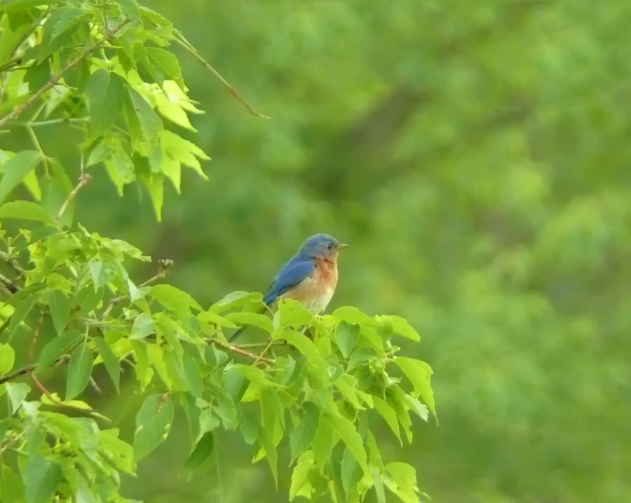 Eastern Bluebird