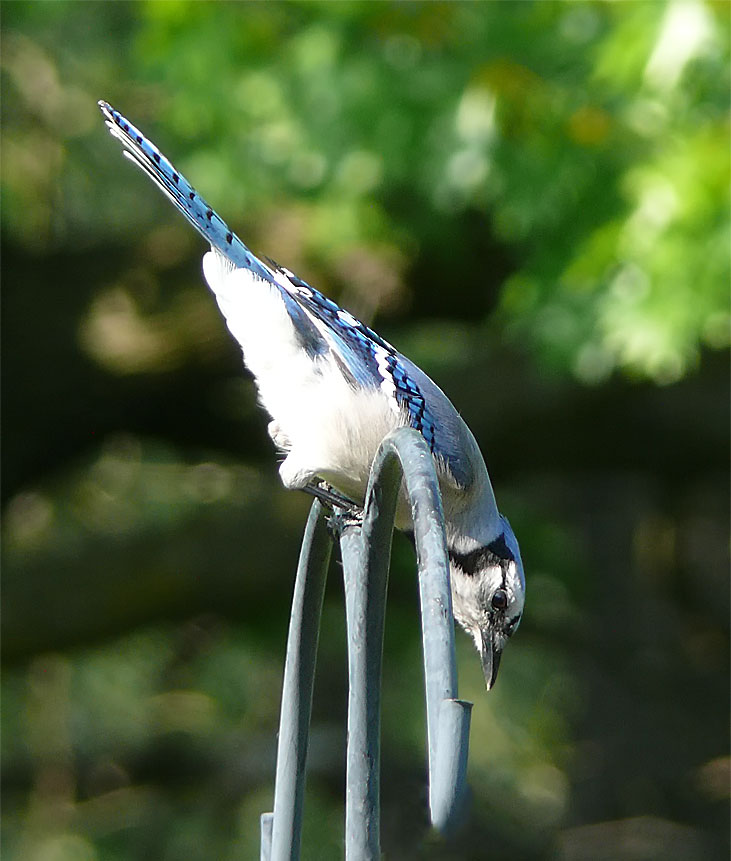 Blue Jay 1