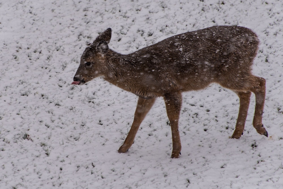 Even deer catch snow with their tongue