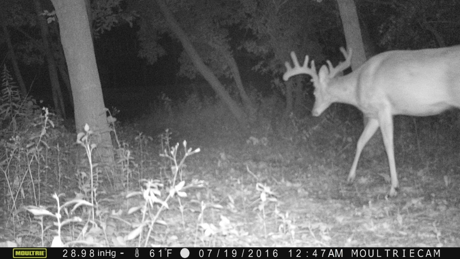 Probably the biggest buck we have seen on our property