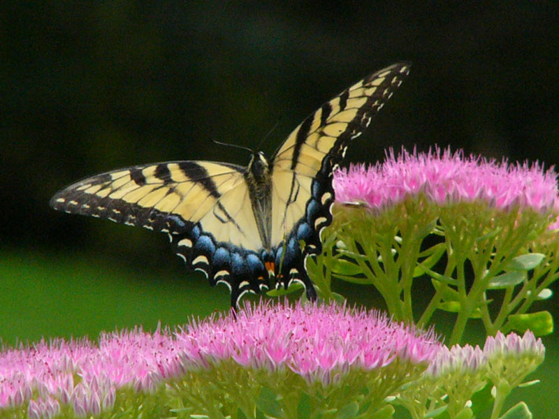 Swallowtail