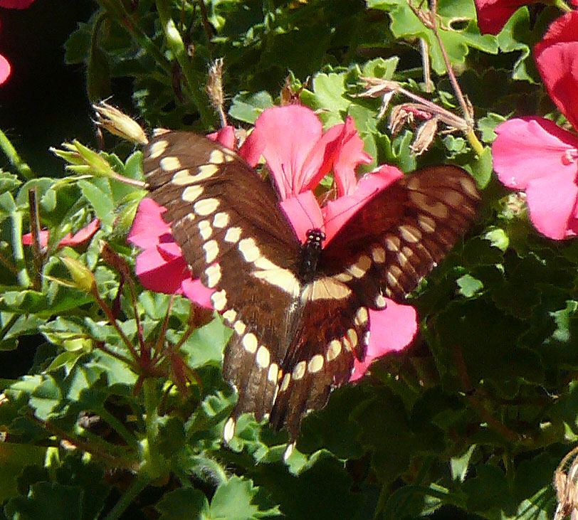 Giant Swallowtail