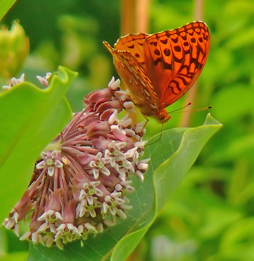 butterfly