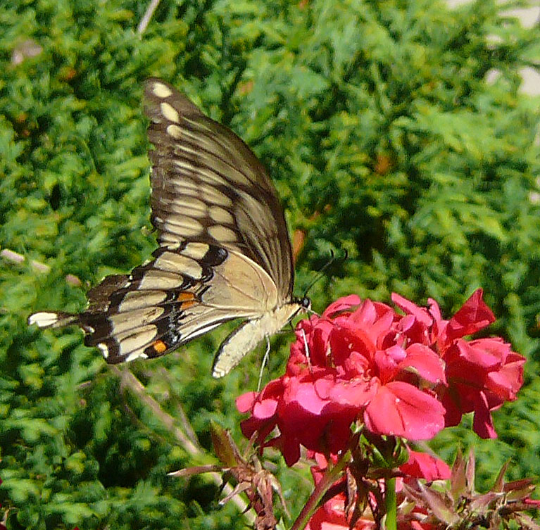 Giant Swallowtail