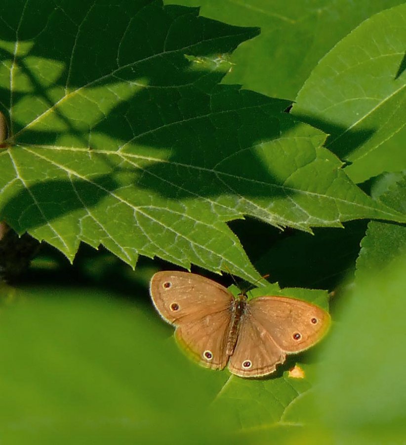 Not sure what type of butterfly