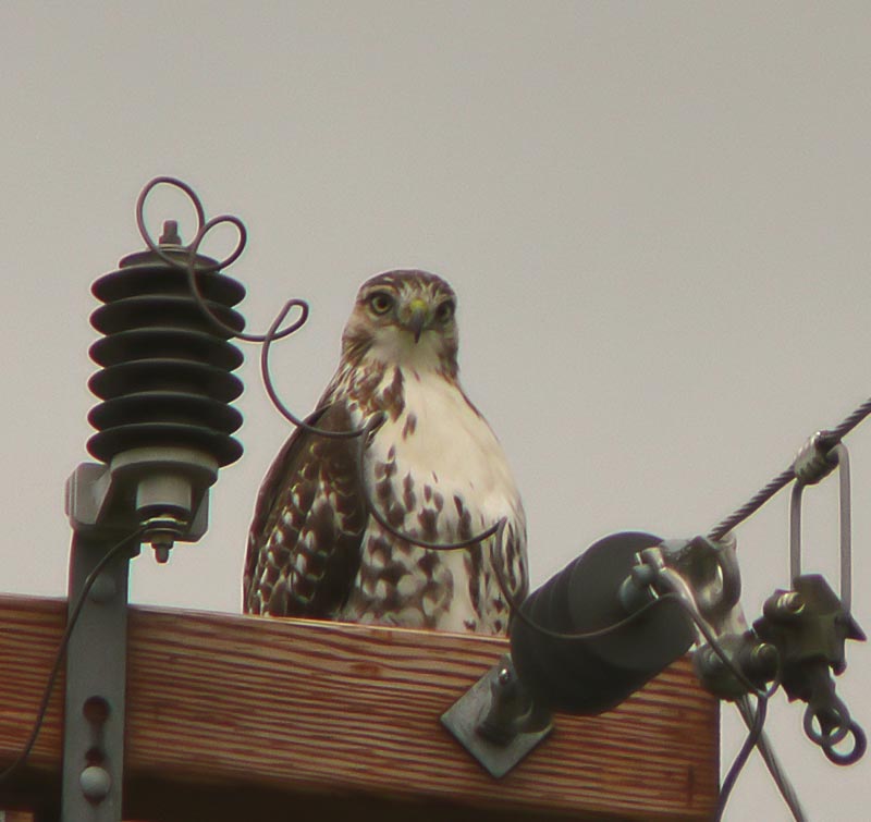 Staring at me