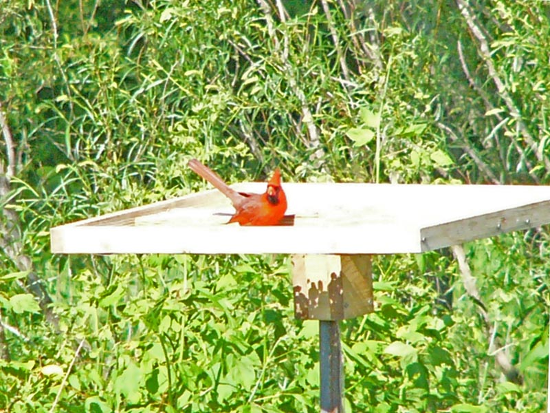 cardinal
