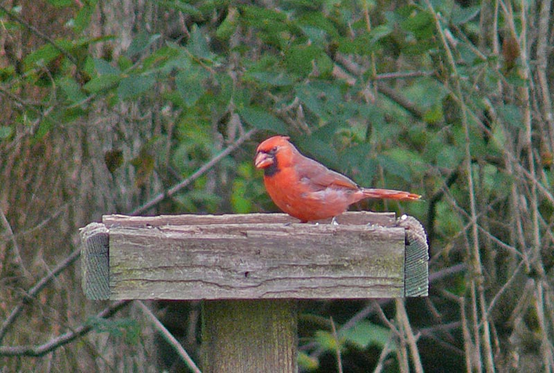 cardinal1