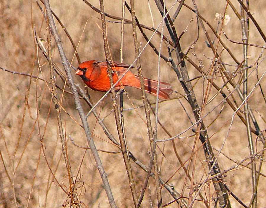 cardinal 2