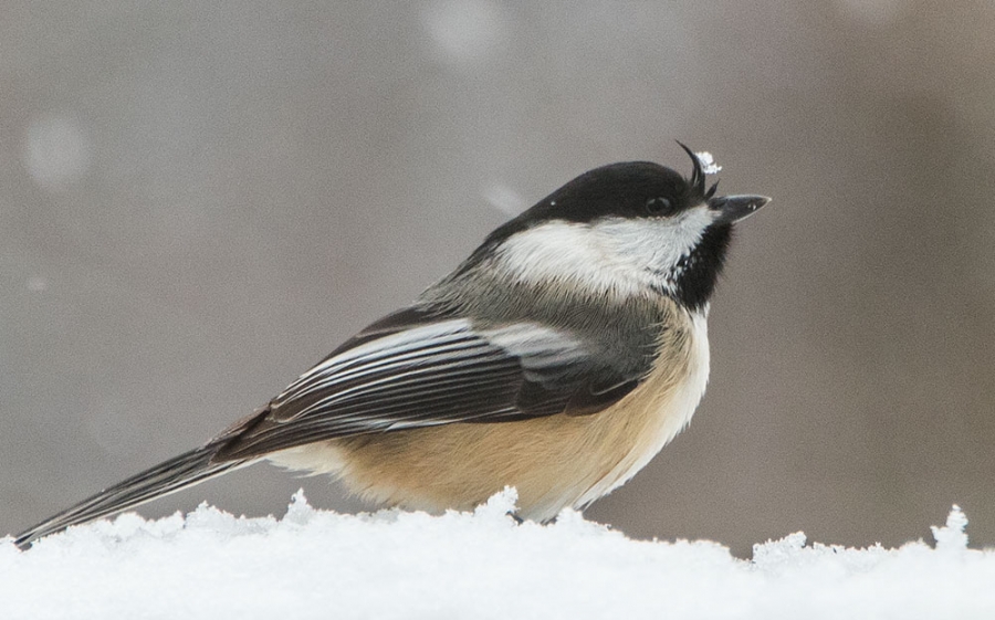 Keeping snow out of a Chickadee's eyes