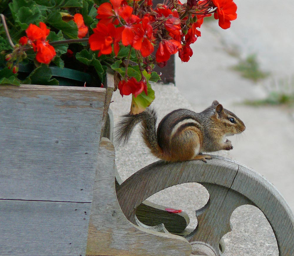 chipmunk