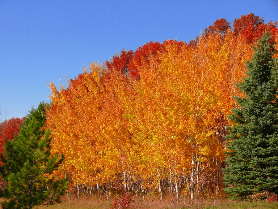 color