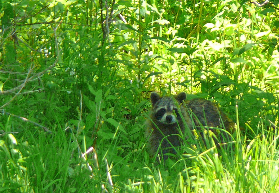 raccoon