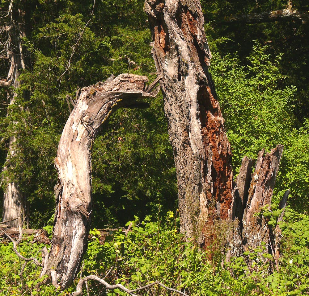 deadtree