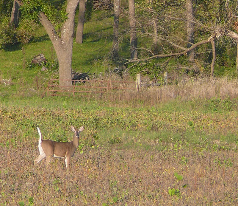 deer