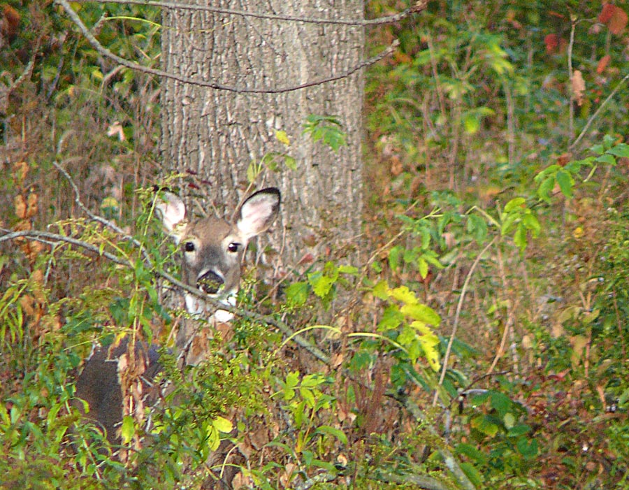 deer 2