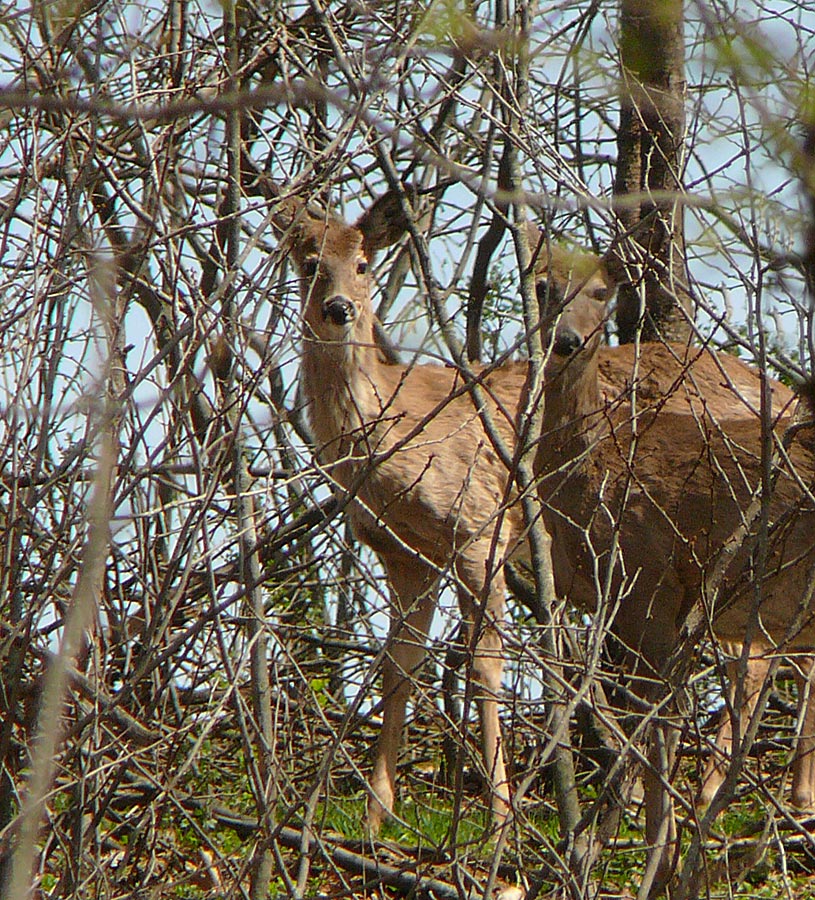 deer 3