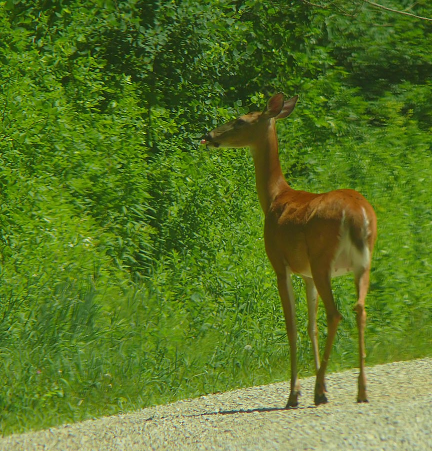 deer 4