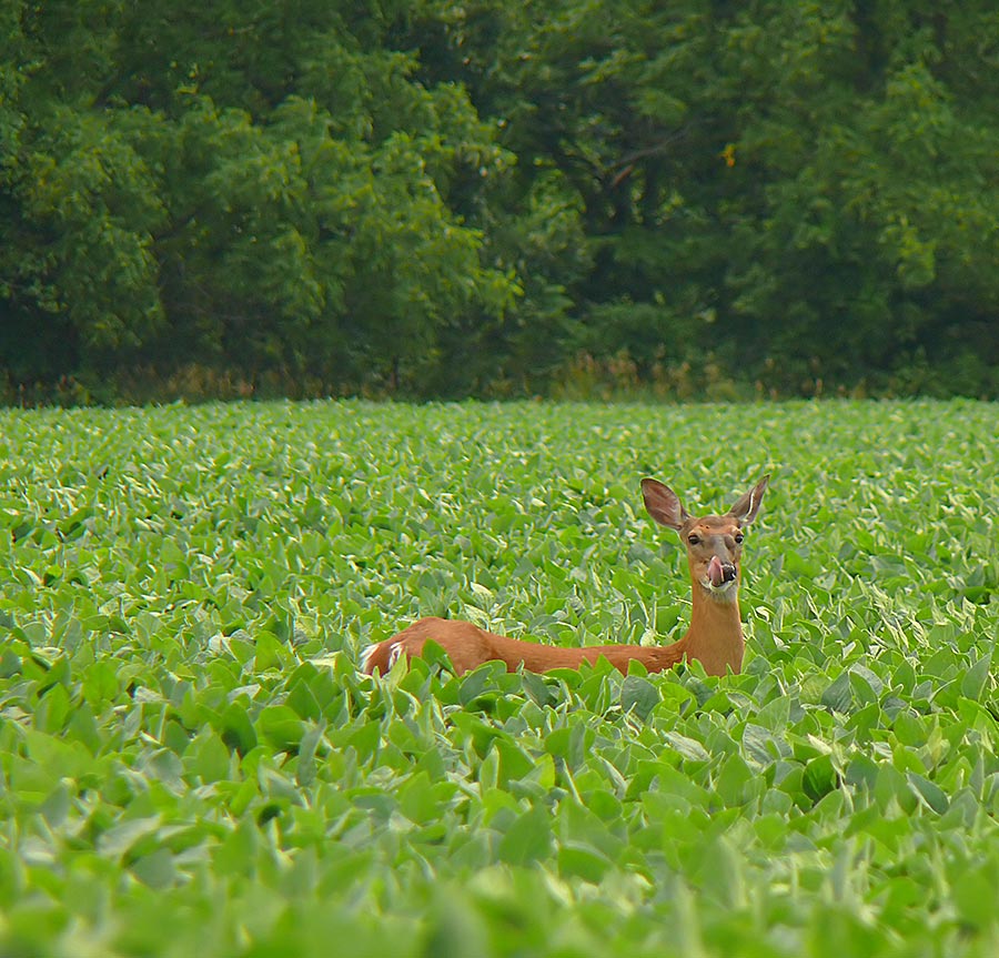 deer