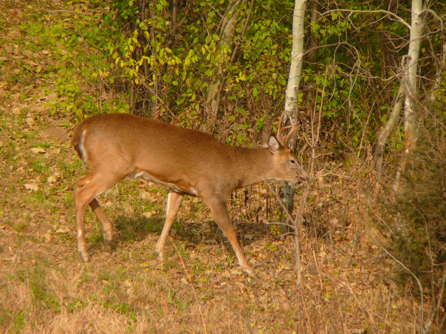 deer 7