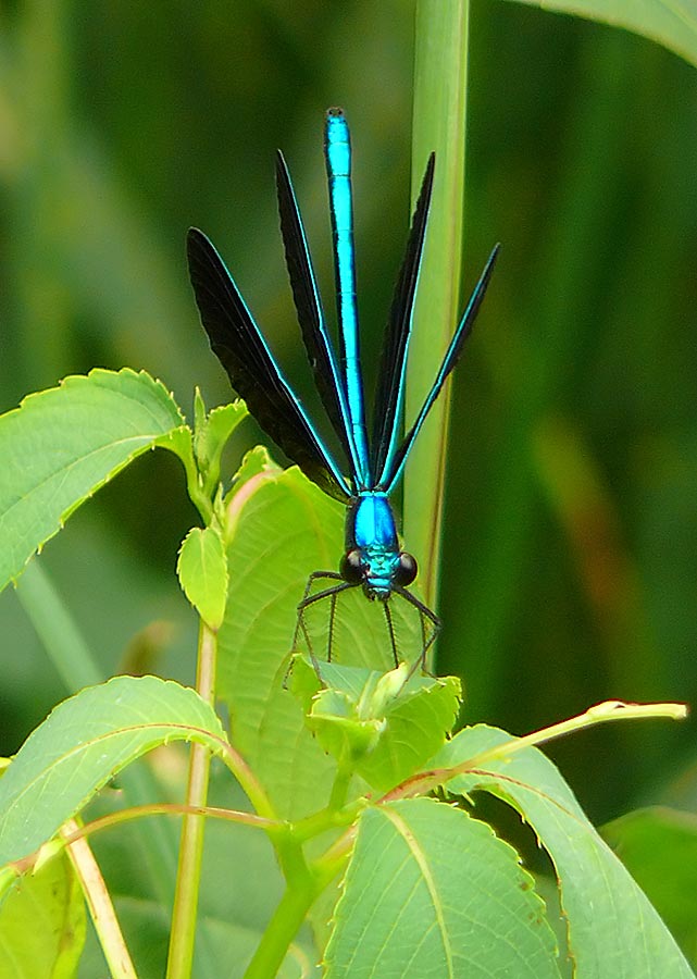 Damselfly