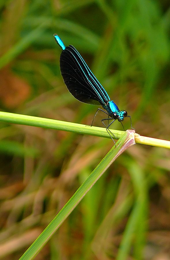 damselfly