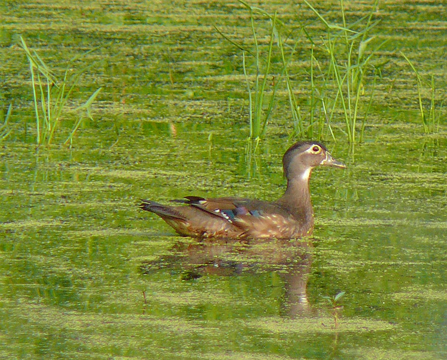 duck