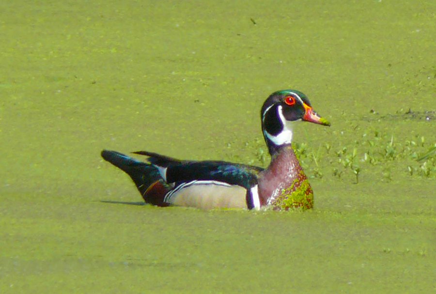 Wood Duck