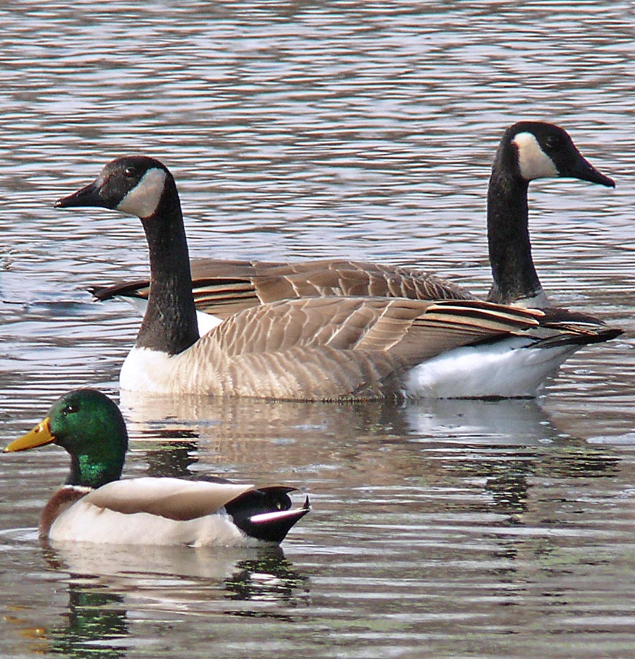 duckgeese