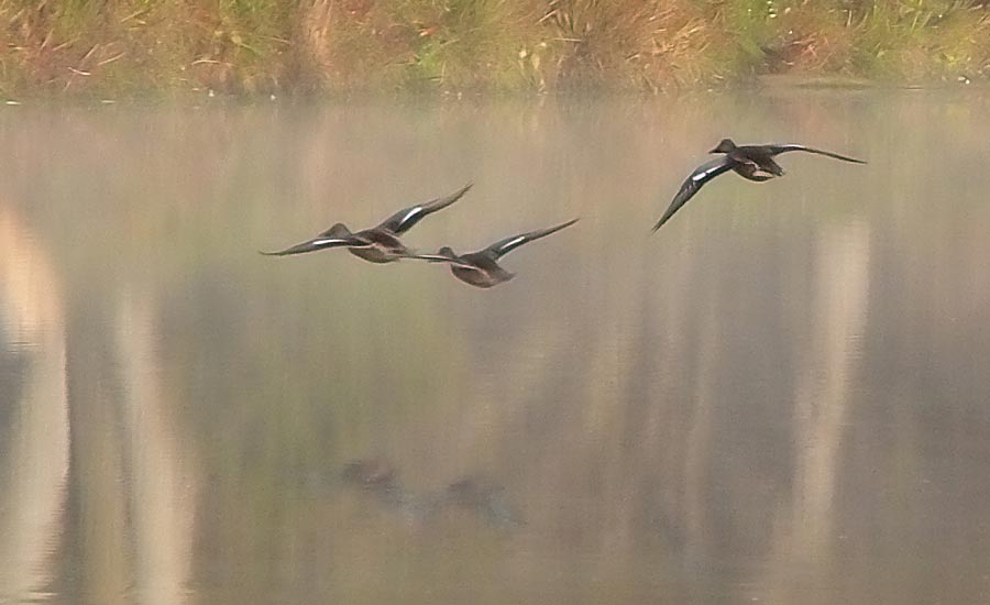 ducks