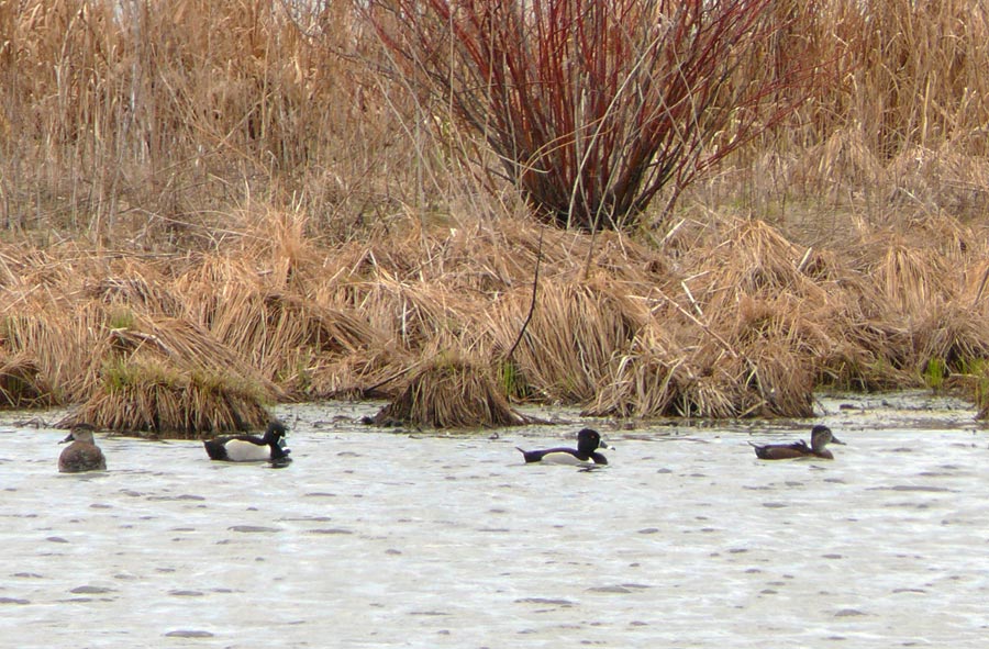ducks 2