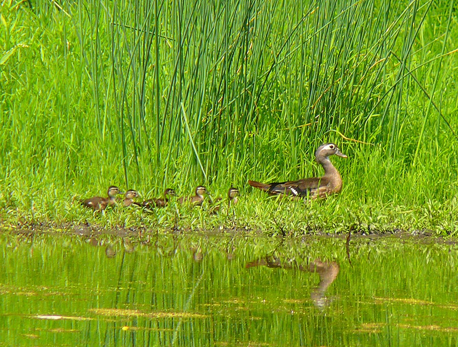 ducks 3