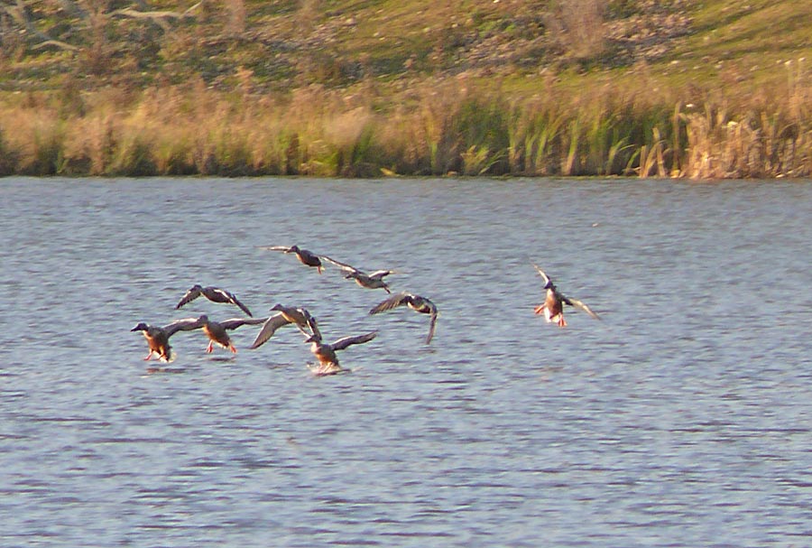 ducksfly