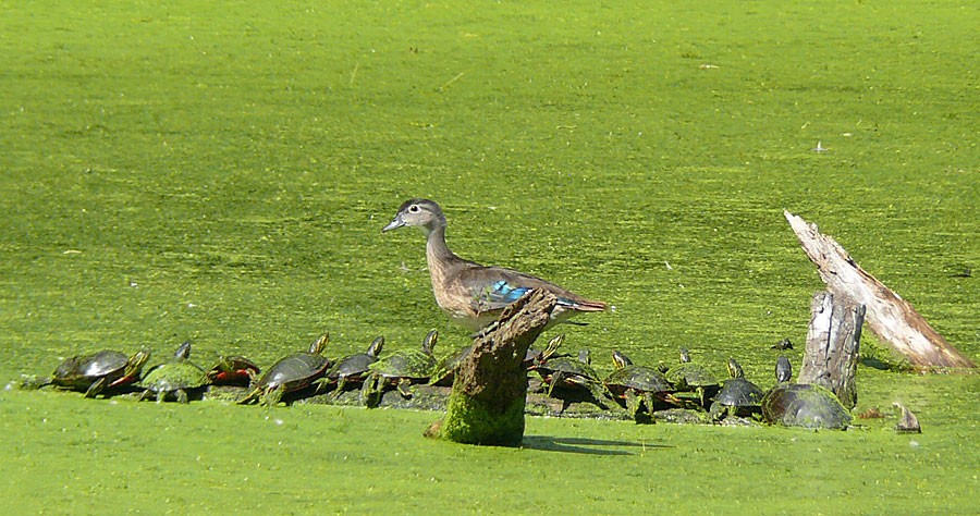 Attentive audience