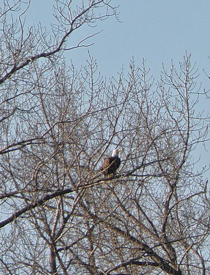 eagle