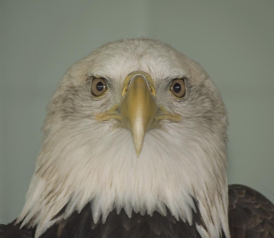 eagle