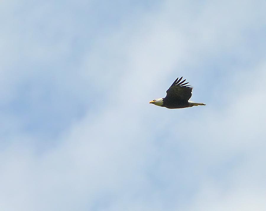 eagle 3