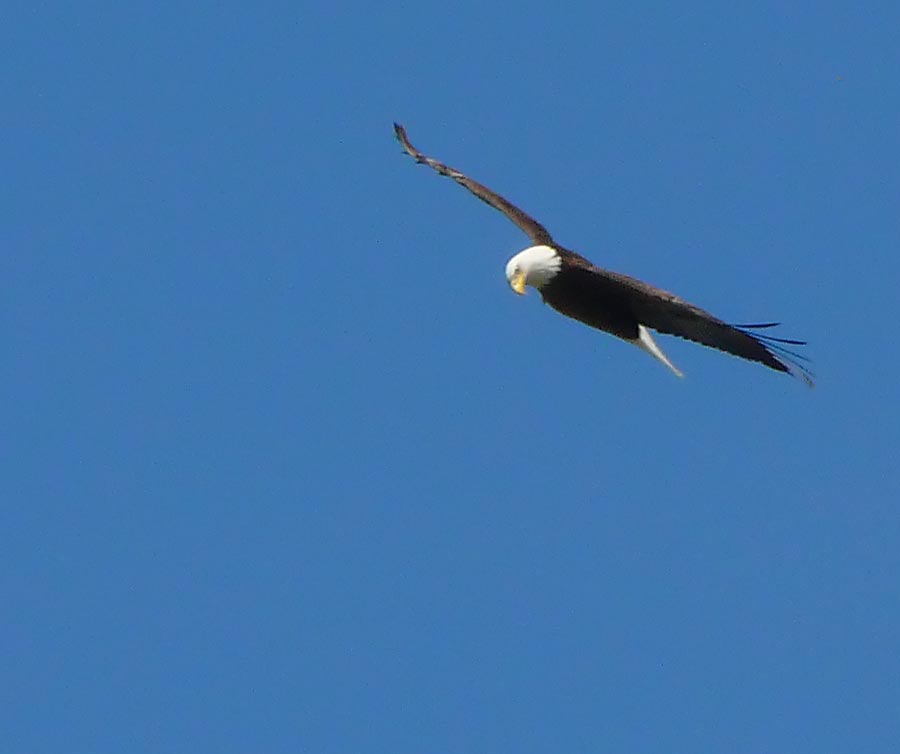 eagle 6