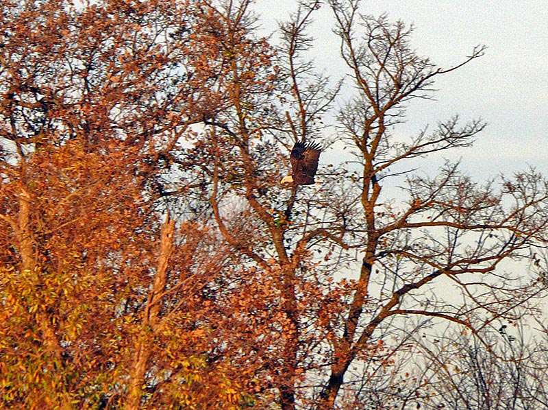 eagle flying