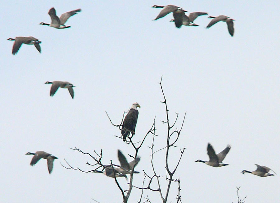 eaglegeese