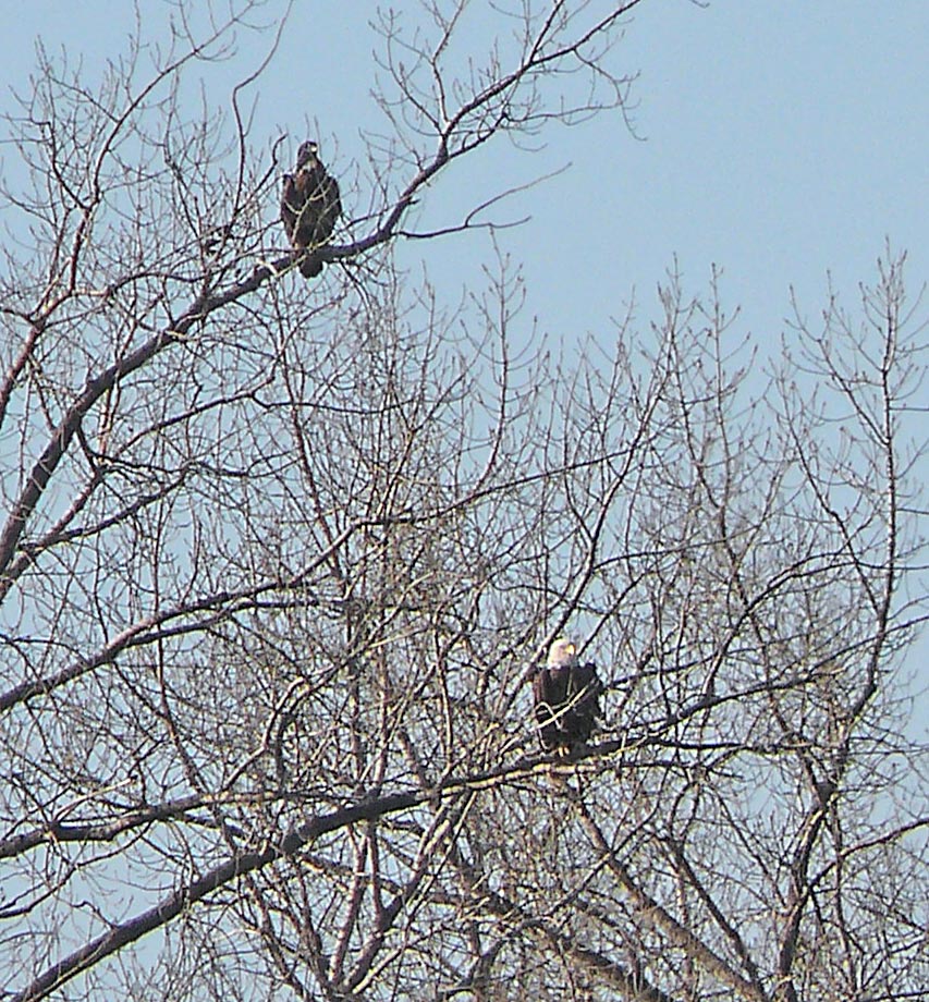 eagles