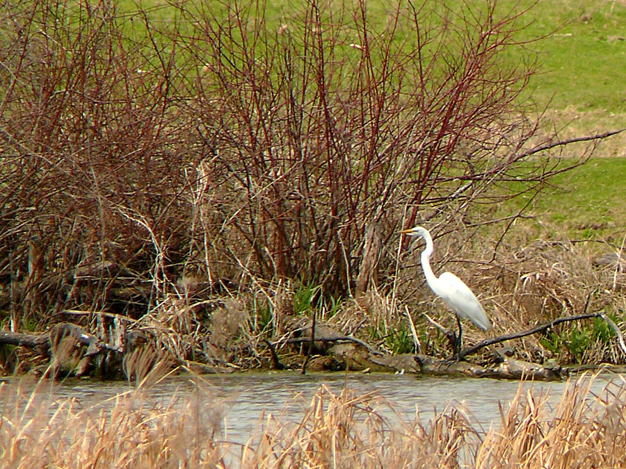 egret