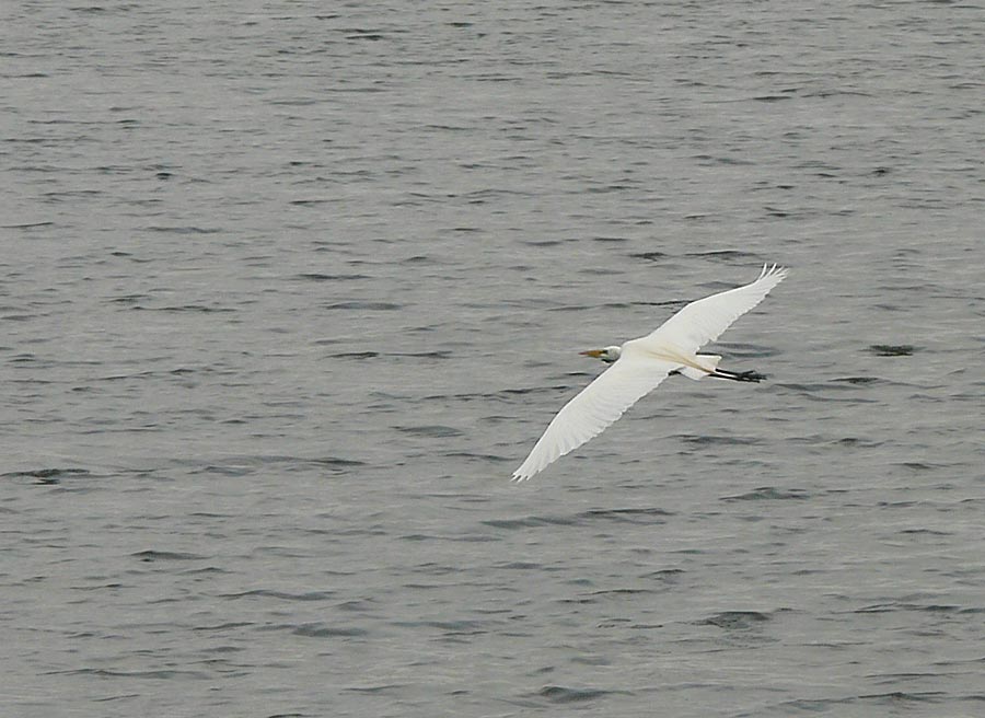 egretflying
