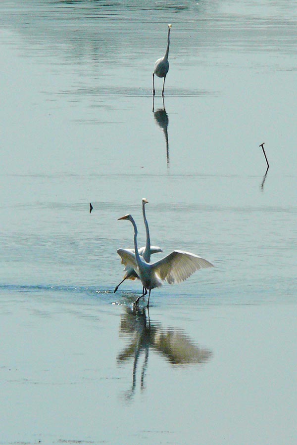 egrets
