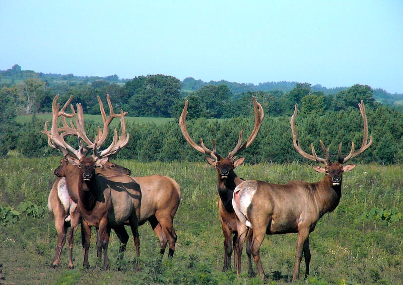 elk