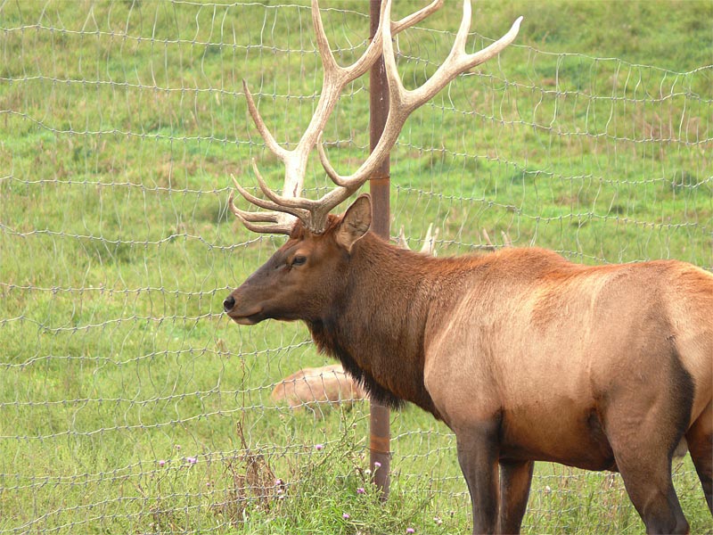 elk1 2